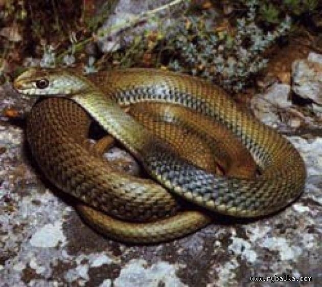 Подвязочные змеи (Фотографии)