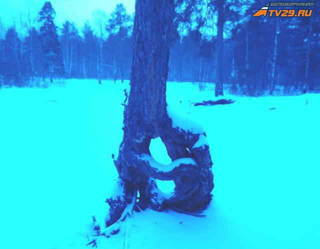 В Архангельской области погиб вальщик леса