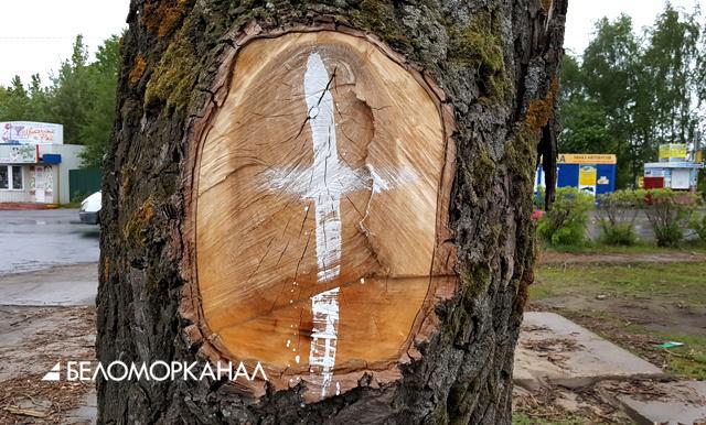 Война с деревьями в Северодвинске продолжается