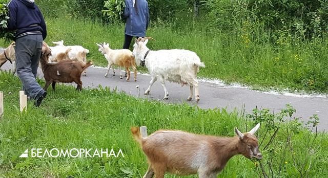 Северодвинскую «Аллею Славы» едят козлы