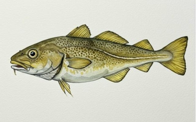 Спор о символах Северодвинска: тюленя и подлодку можно совместить в образе наваги