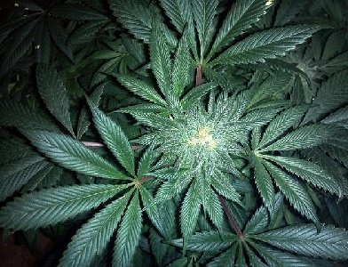 Беломорканал марихуана выращивание конопли биогумус