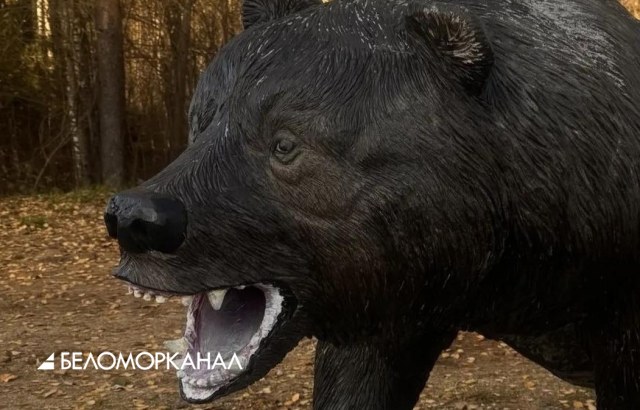 В Поморье застрелили  медведя, убившего мужчину вблизи поселка Пинега